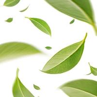 Flying whirl green tea leaves in the air, Healthy products by organic natural ingredients concept, Studio shot isolated on white background