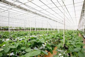 The hydroponics vegetable at greenhouse hydroponics farm with high technology farming in close system photo