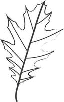 Autumn leaf from a tree. vector