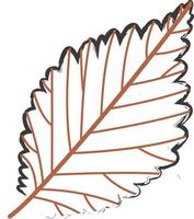 Autumn leaf from a tree. vector