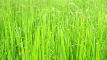 Dew drops on the top of green rice plants in the rainy season video