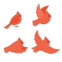 conjunto de lindos pájaros de dibujos animados cardenal rojo aislado sobre fondo blanco. gráficos vectoriales vector