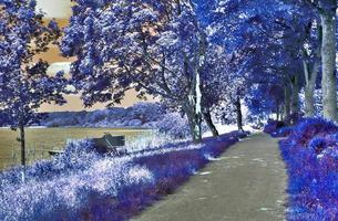 Beautiful purple infrared landscape in high resolution photo