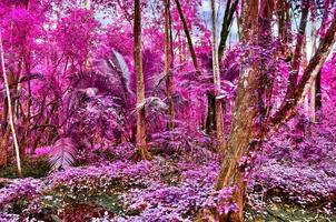 Beautiful fantasy infrared shots of palm trees on the seychelles islands. photo