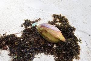 Beautiful shots of the white beach sand on the Seychelles paradise island with footprints photo