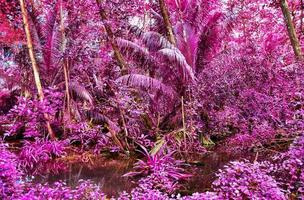 Beautiful fantasy infrared shots of palm trees on the seychelles islands. photo