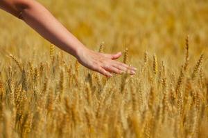 mano en campo de trigo foto