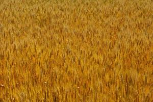 wheat field with blue sky in background photo