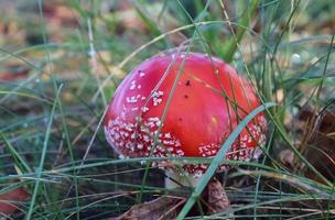 Red poisonous mushroom Amanita muscaria known as the fly agaric or fly amanita in green grass. photo