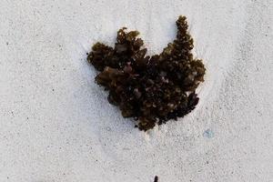 Beautiful shots of the white beach sand on the Seychelles paradise island with footprints photo