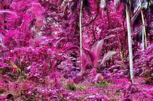 Beautiful fantasy infrared shots of palm trees on the seychelles islands. photo