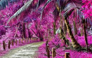 Beautiful fantasy infrared shots of palm trees on the seychelles islands. photo