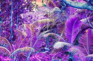 bellas tomas infrarrojas de fantasía de palmeras en las islas seychelles. foto