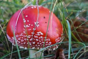 hongo venenoso rojo amanita muscaria conocido como agárico de mosca o amanita de mosca en hierba verde. foto