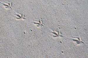 Beautiful shots of the white beach sand on the Seychelles paradise island with footprints photo