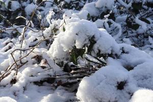 Nature background texture. First snow on braches and leaves photo