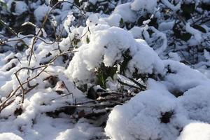 textura de fondo de la naturaleza. primera nieve en ramas y hojas foto