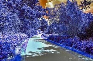 Beautiful purple infrared landscape in high resolution photo