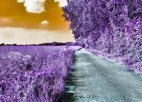 Beautiful purple infrared landscape in high resolution photo