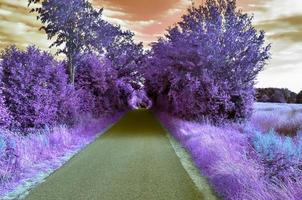 hermoso paisaje infrarrojo púrpura en alta resolución foto