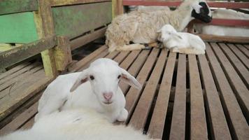 schapen aan het eten en allemaal schapen werkzaamheid in de schuur video