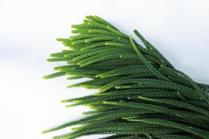 Green color pinus leaves in white background photo