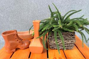 Green color pinus leaves in wooden background photo