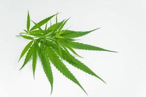 Isolated green cannabis leaves on white background, grow medical cannabis, and use it as a medicinal ingredient. photo