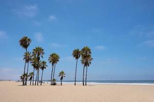 Palm trees on venice beach Los Angeles California photo