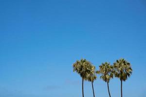 Palm trees against blue sky photo