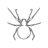 insetos de aranha e ilustração de bug png