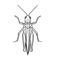 sprinkhaan insecten en kever illustratie png