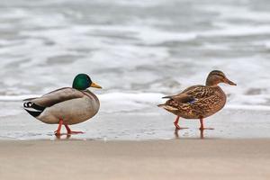 Two mallard ducks walking near sea water, breakup concept photo