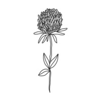 blomma linjekonst för bröllop och årgång dekoration, blommig illustration i hand dragen för design element png