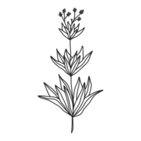 lineart de flores para decoração de casamento e vintage, ilustração floral na mão desenhada para elemento de design png