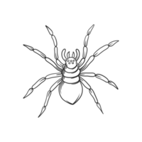 insetos de aranha e ilustração de bug png