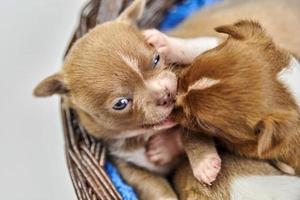 Two Chihuahua puppies playing in basket photo