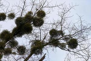 Viscum shrubs on tree branches photo