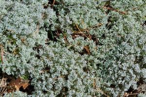 Moss lichen Cladonia rangiferina. Grey reindeer lichen. Beautiful light-colored forest moss growing in warm and cold climates. Deer, caribou moss. photo