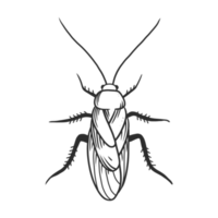 leptocorisa oratorius fabricius insectes et bug png