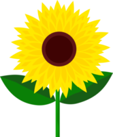 Sunflower with green leaf on transparent background png