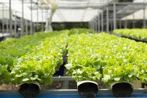 Organic hydroponic vegetable cultivation farm photo