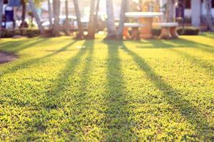 hierba verde en el parque público al amanecer foto