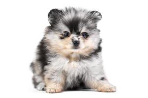 Cachorro pomerania spitz aislado foto