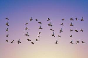 Sparrow flock flying in sky, love concept photo