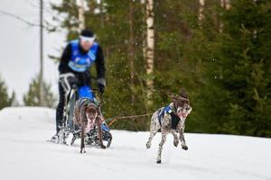 carreras de perros de trineo de invierno foto