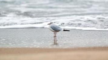 Black-headed seagull at beach, sea and sand background photo