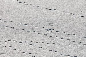 Bird footprints and traces on white snow, close-up photo