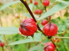 red flower roselle on branch photo