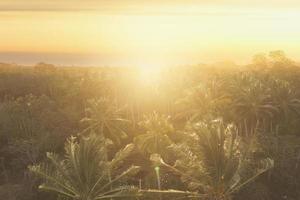 tropical palm tree at sunset photo